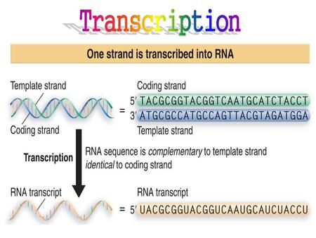 Transcription Figure: Title: One strand is transcribed into RNA