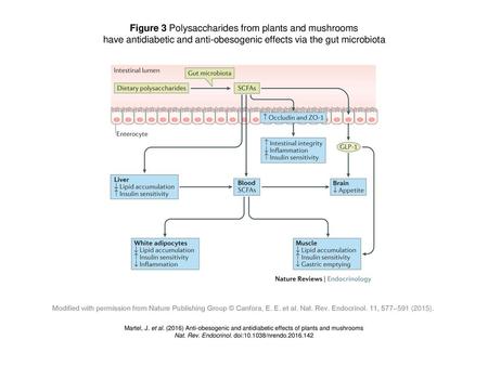 Figure 3 Polysaccharides from plants and mushrooms