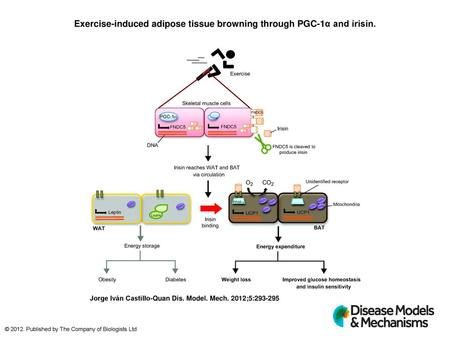 Exercise-induced adipose tissue browning through PGC-1α and irisin.