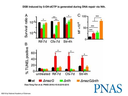 DSB induced by 5-OH-dCTP is generated during DNA repair via Nth.