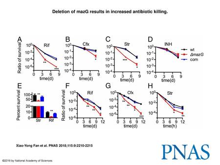 Deletion of mazG results in increased antibiotic killing.