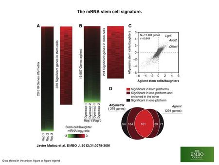 The mRNA stem cell signature.