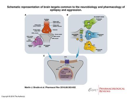 Schematic representation of brain targets common to the neurobiology and pharmacology of epilepsy and aggression. Schematic representation of brain targets.