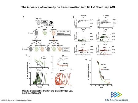 The influence of immunity on transformation into MLL-ENL–driven AML.