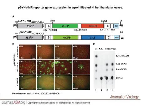 pSYNV-MR reporter gene expression in agroinfiltrated N