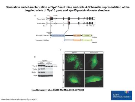 Generation and characterization of Vps15‐null mice and cells. A