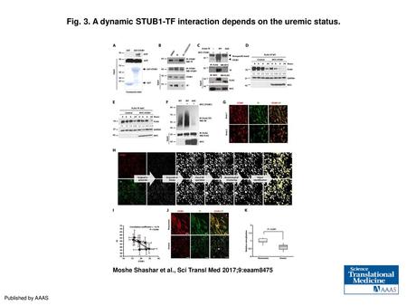 Fig. 3. A dynamic STUB1-TF interaction depends on the uremic status.