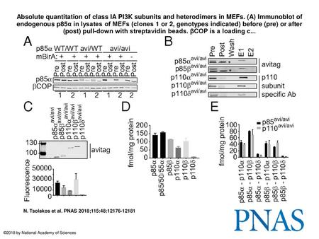 Absolute quantitation of class IA PI3K subunits and heterodimers in MEFs. (A) Immunoblot of endogenous p85α in lysates of MEFs (clones 1 or 2, genotypes.