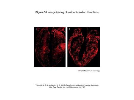 Figure 3 Lineage tracing of resident cardiac fibroblasts