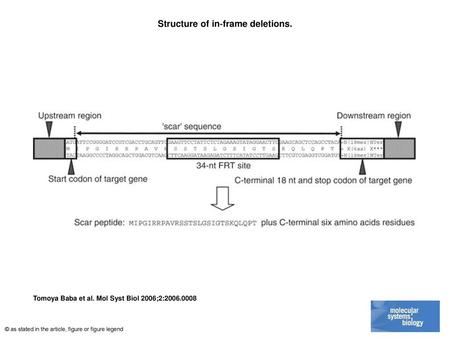 Structure of in‐frame deletions.