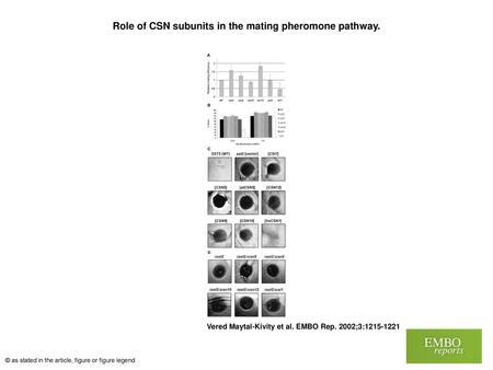 Role of CSN subunits in the mating pheromone pathway.