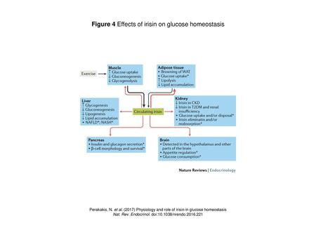 Figure 4 Effects of irisin on glucose homeostasis