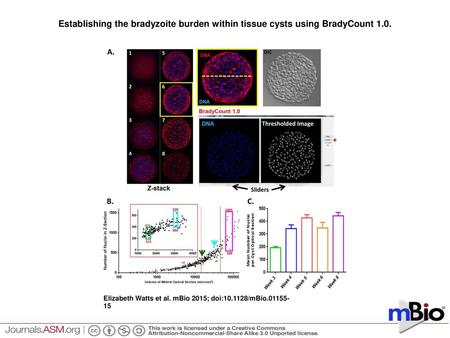 Establishing the bradyzoite burden within tissue cysts using BradyCount 1.0. Establishing the bradyzoite burden within tissue cysts using BradyCount 1.0.