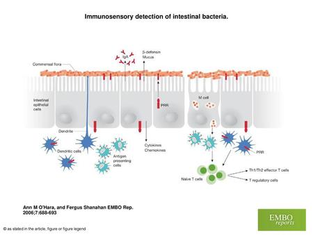 Immunosensory detection of intestinal bacteria.