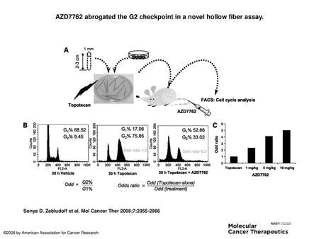 AZD7762 abrogated the G2 checkpoint in a novel hollow fiber assay.