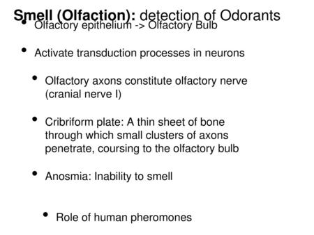 Smell (Olfaction): detection of Odorants