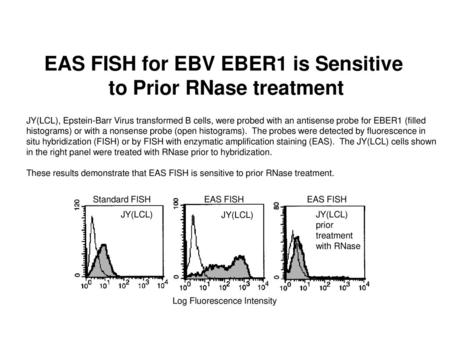 EAS FISH for EBV EBER1 is Sensitive to Prior RNase treatment