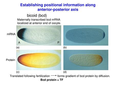 Establishing positional information along anterior-posterior axis