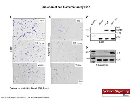 Induction of cell filamentation by Fic-1.