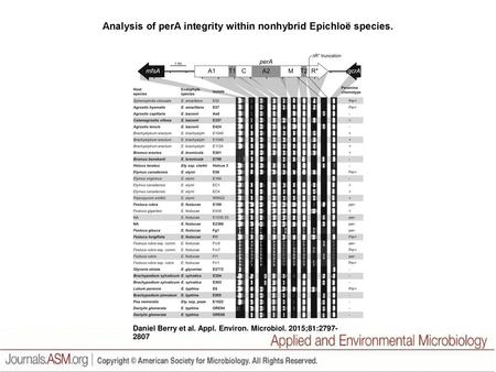 Analysis of perA integrity within nonhybrid Epichloë species.