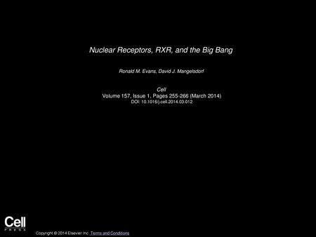 Nuclear Receptors, RXR, and the Big Bang