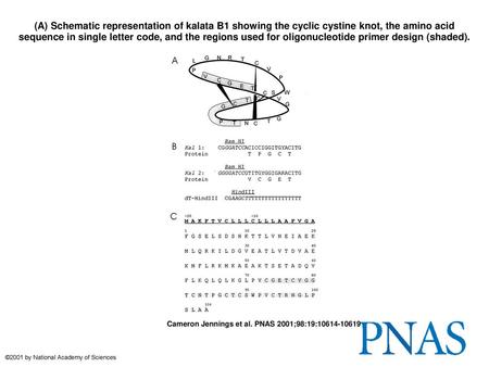 (A) Schematic representation of kalata B1 showing the cyclic cystine knot, the amino acid sequence in single letter code, and the regions used for oligonucleotide.