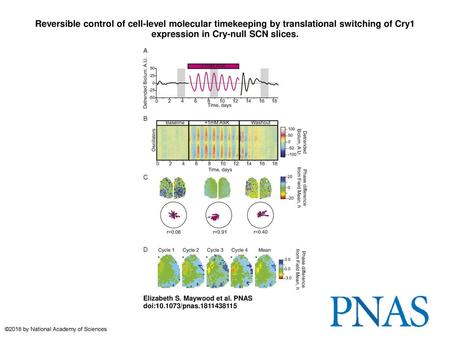 Reversible control of cell-level molecular timekeeping by translational switching of Cry1 expression in Cry-null SCN slices. Reversible control of cell-level.