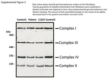 Complex I Complex III Complex IV Complex II Supplemental Figure 3