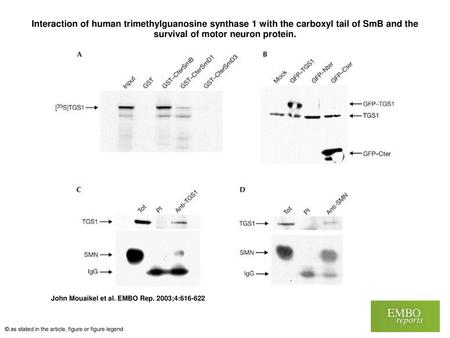 Interaction of human trimethylguanosine synthase 1 with the carboxyl tail of SmB and the survival of motor neuron protein. Interaction of human trimethylguanosine.