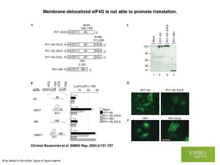 Membrane‐delocalized eIF4G is not able to promote translation.