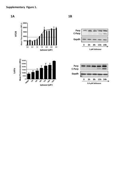 1A 1B Supplementary Figure 1. Parp HT29 C-Parp Gapdh LoVo