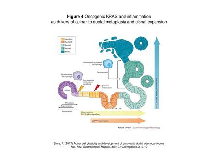 Figure 4 Oncogenic KRAS and inflammation