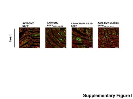 Supplementary Figure I