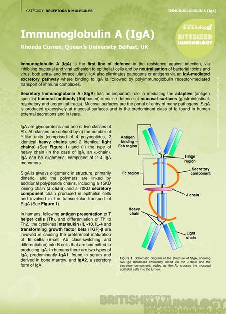 Immunoglobulin A (IgA)