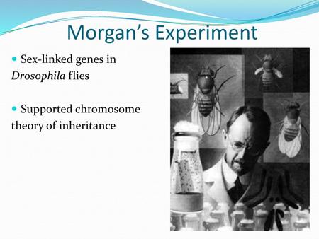 Morgan’s Experiment Sex-linked genes in Drosophila flies