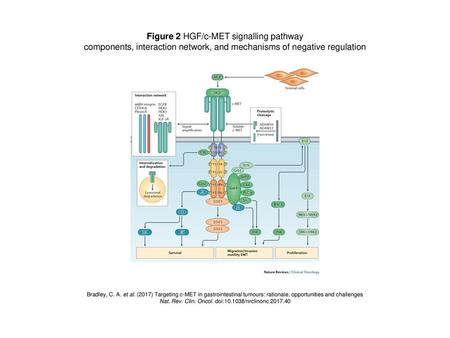 Figure 2 HGF/c-MET signalling pathway