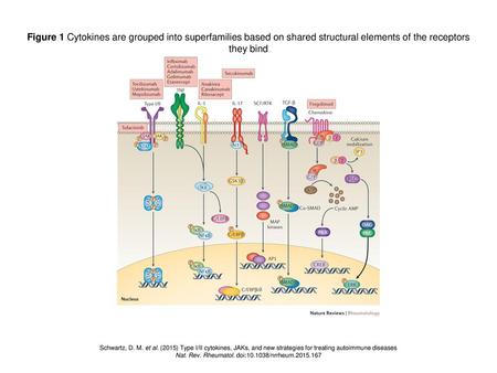 Nat. Rev. Rheumatol. doi: /nrrheum