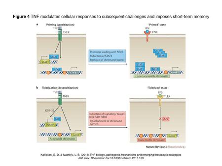 Nat. Rev. Rheumatol. doi: /nrrheum