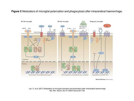 Nat. Rev. Neurol. doi: /nrneurol