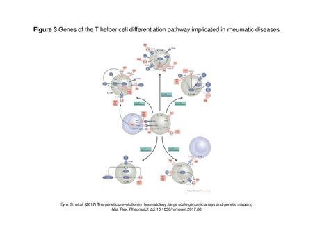 Nat. Rev. Rheumatol. doi: /nrrheum