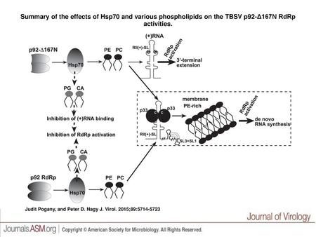 Summary of the effects of Hsp70 and various phospholipids on the TBSV p92-Δ167N RdRp activities. Summary of the effects of Hsp70 and various phospholipids.