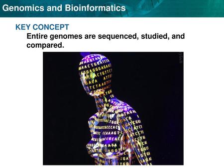 KEY CONCEPT  Entire genomes are sequenced, studied, and compared.