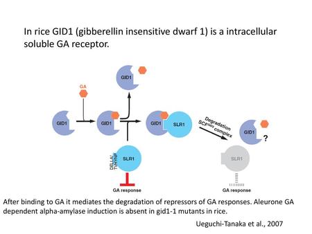 In rice GID1 (gibberellin insensitive dwarf 1) is a intracellular soluble GA receptor. After binding to GA it mediates the degradation of repressors of.