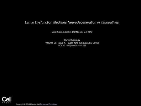 Lamin Dysfunction Mediates Neurodegeneration in Tauopathies