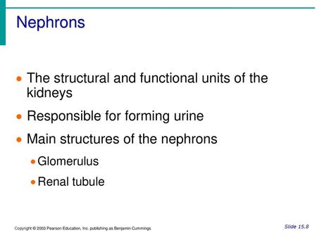 Nephrons The structural and functional units of the kidneys