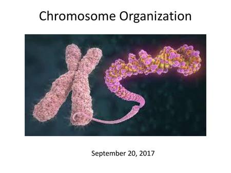 Chromosome Organization