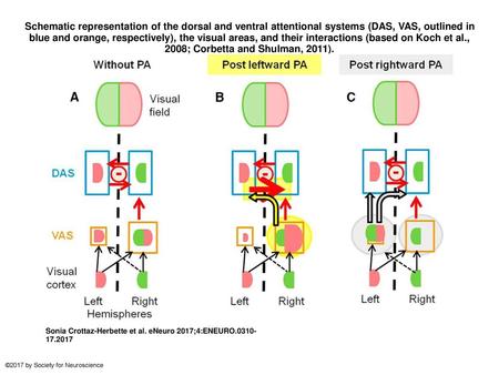 Schematic representation of the dorsal and ventral attentional systems (DAS, VAS, outlined in blue and orange, respectively), the visual areas, and their.