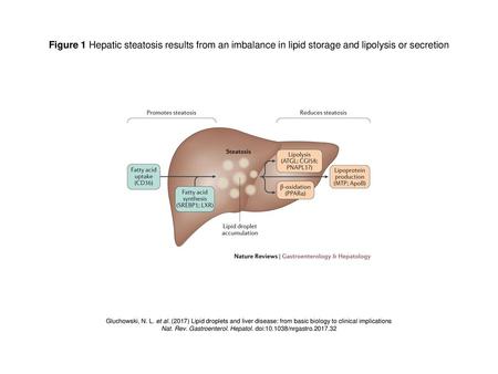 Nat. Rev. Gastroenterol. Hepatol. doi: /nrgastro