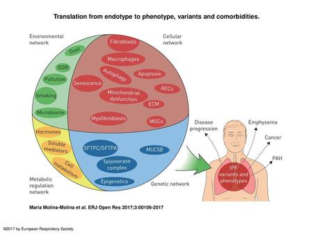 Translation from endotype to phenotype, variants and comorbidities.