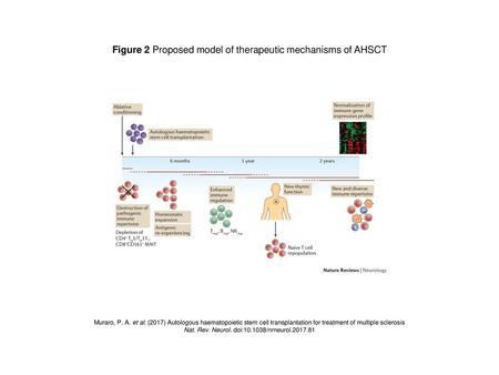 Figure 2 Proposed model of therapeutic mechanisms of AHSCT